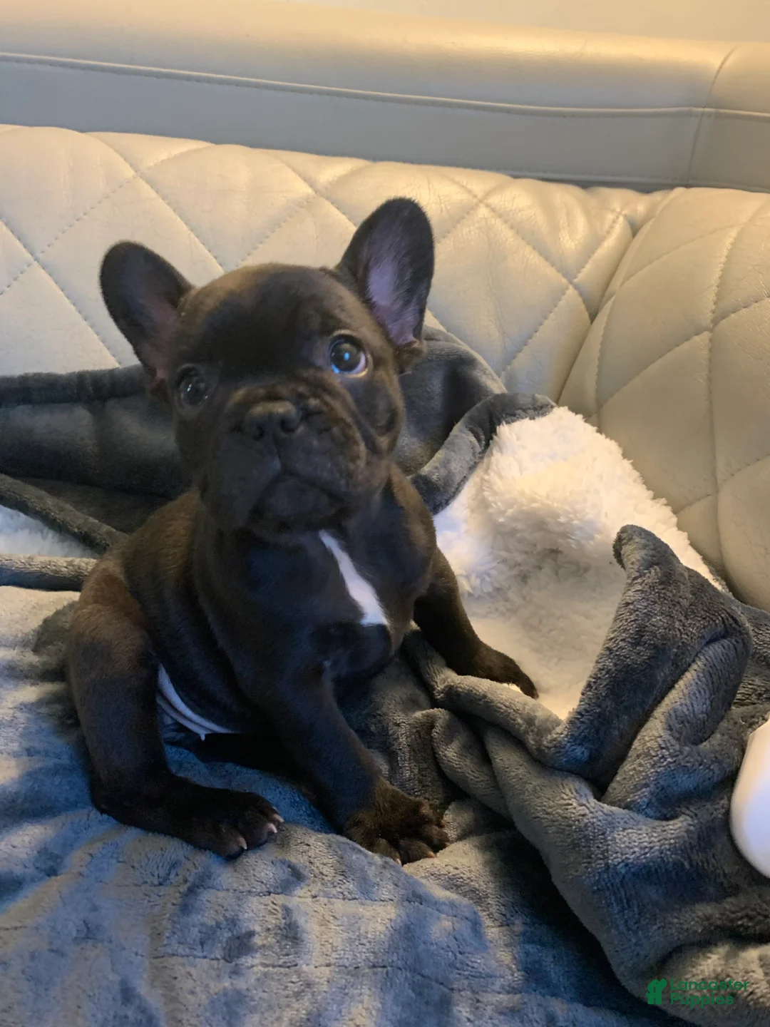 French Bulldog dogs for sale: French Bulldog 1 - Ad 2