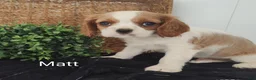 Cavalier King Charles Spaniel dogs for sale: Mike - Ad 20