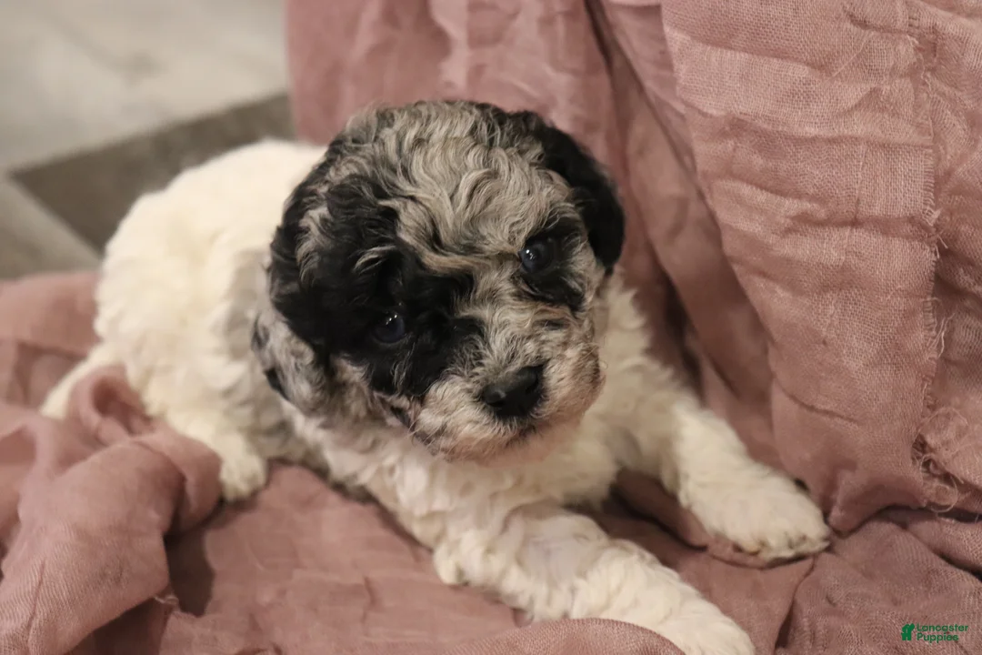 Miniature Poodle dogs for sale: Aubrey - Ad 1