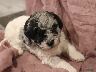 Miniature Poodle dogs for sale: Aubrey - Ad 1