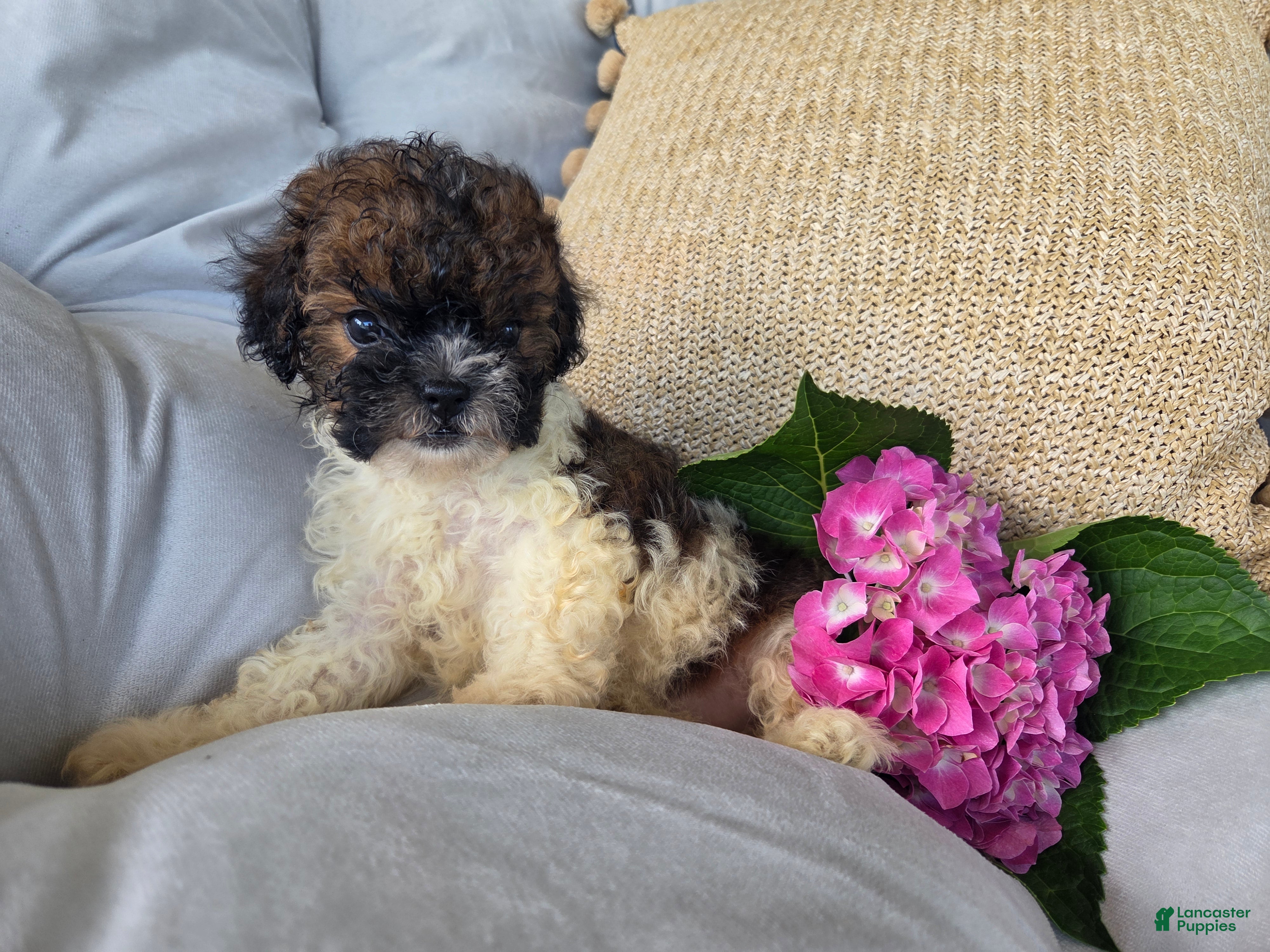 Shihpoo dogs Rosey - Ad 2