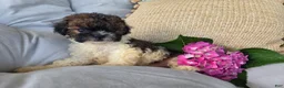 Shihpoo dogs for sale: Rosey - Ad 2