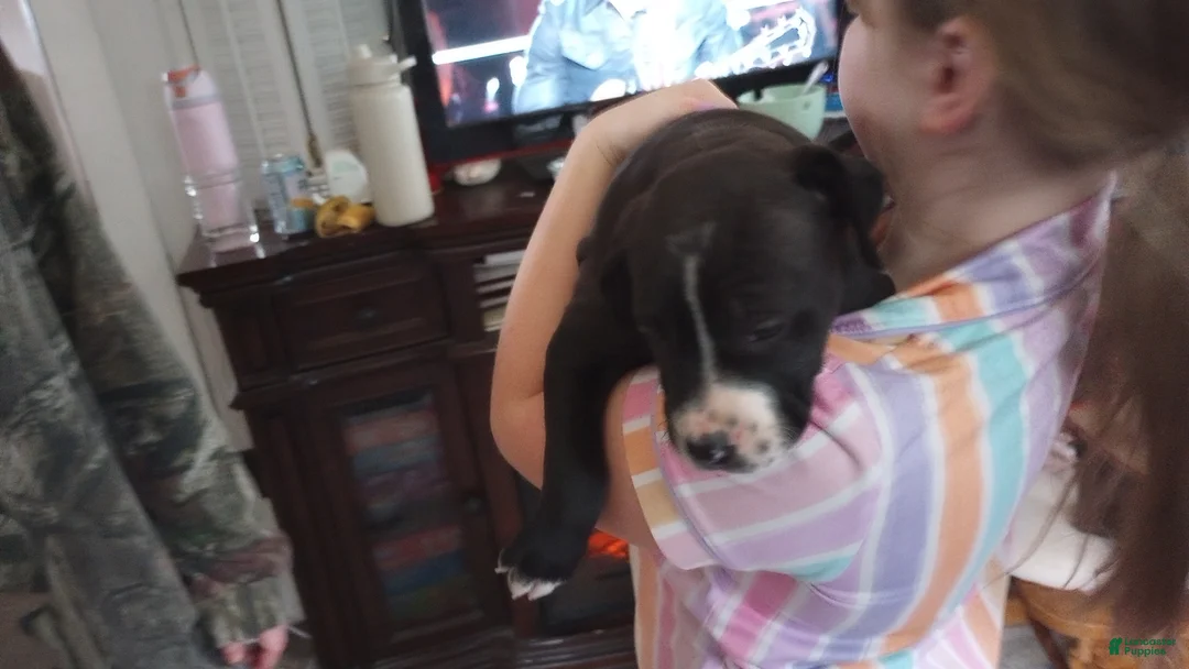 American Bully dogs for sale: Amit Elor - Ad 2