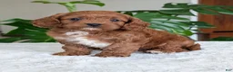 Cavapoo dogs for sale: Kody - Ad 24