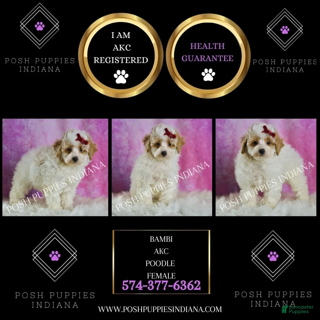 Miniature Poodle dogs for sale: Bambi - Ad 2