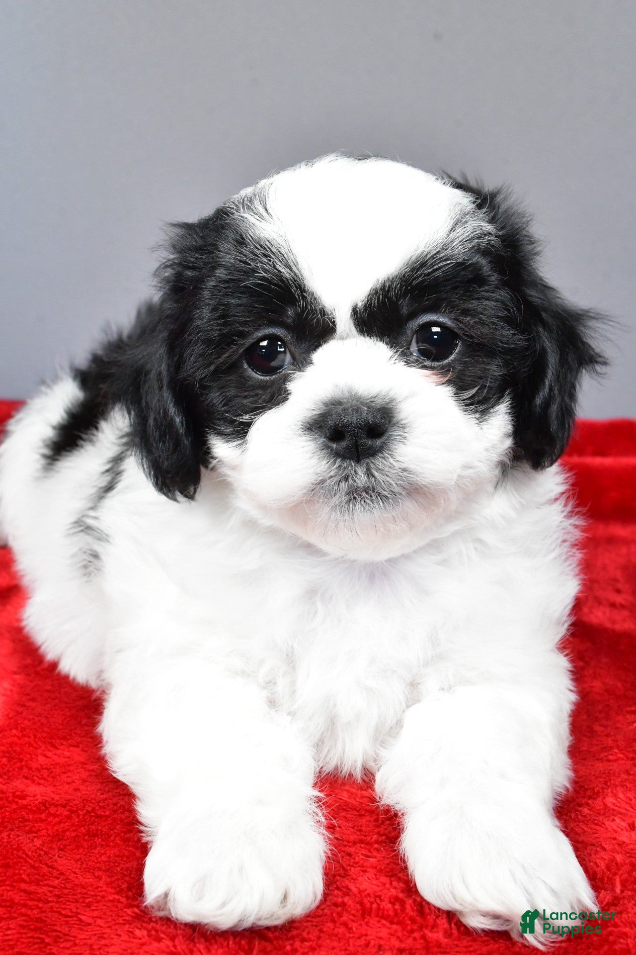 Teddy Bear dogs lincoln - Ad 2