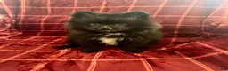 Mixed Breed dogs for sale: Hank - Ad 3