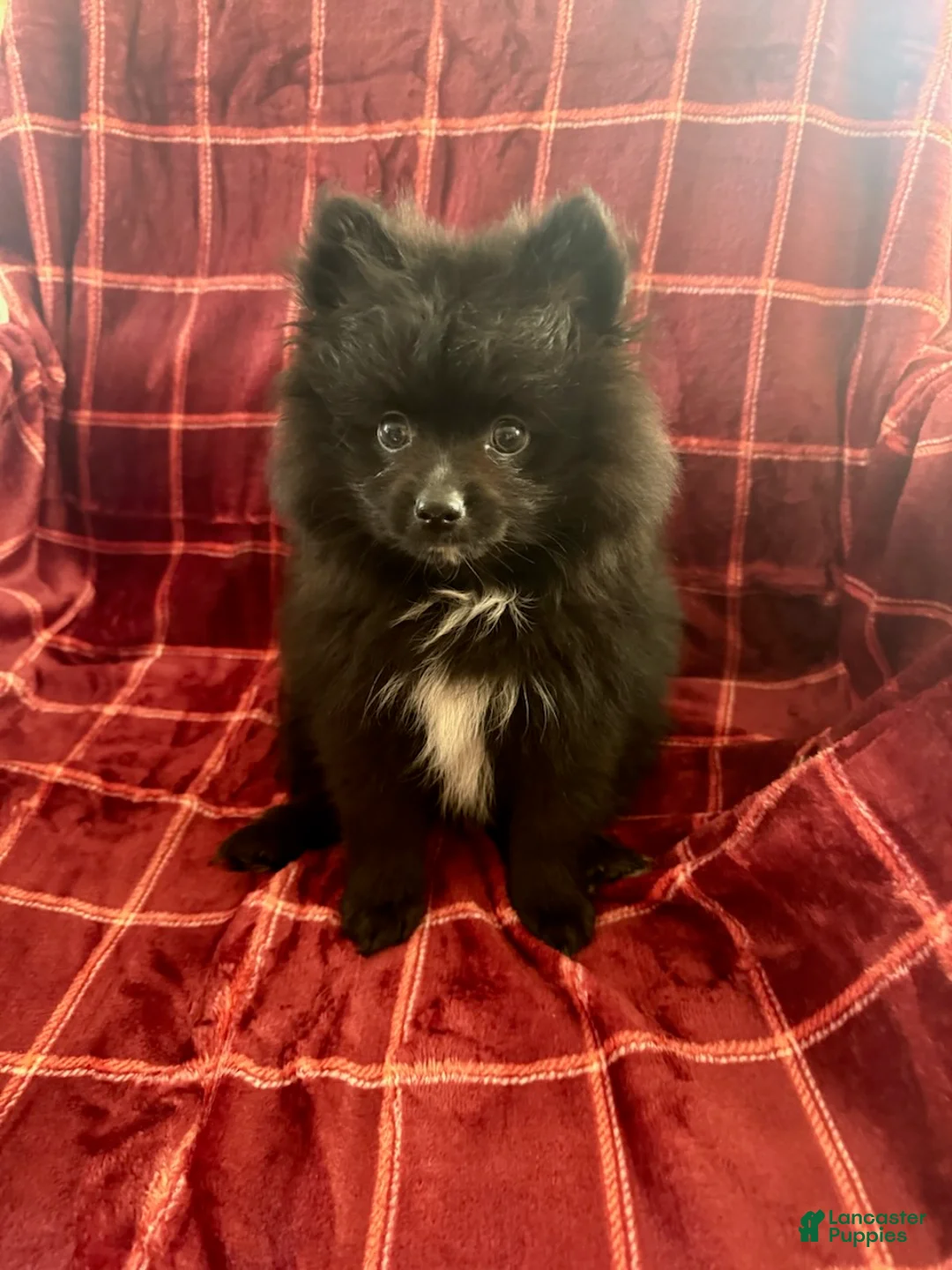 Mixed Breed dogs for sale: Hank - Ad 3