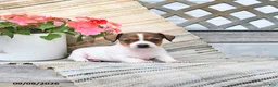Chiweenie dogs for sale: Posy - Ad 4