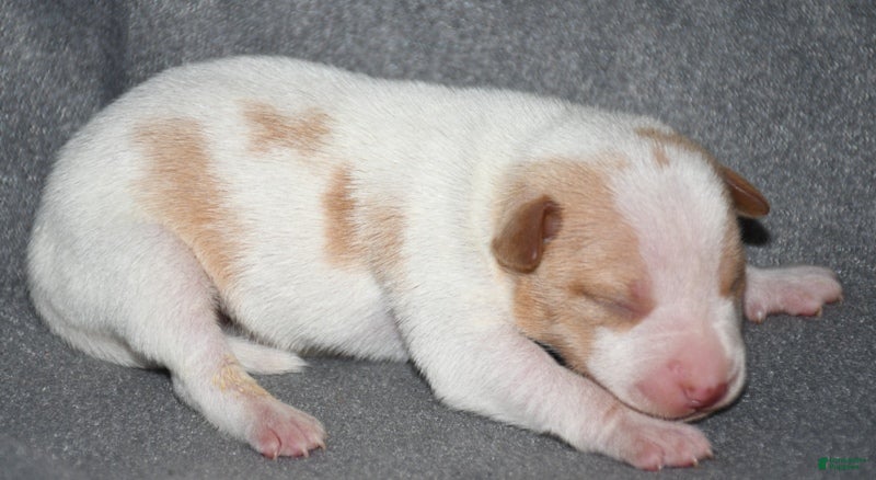 Rat Terrier dogs Brasher - Ad 5