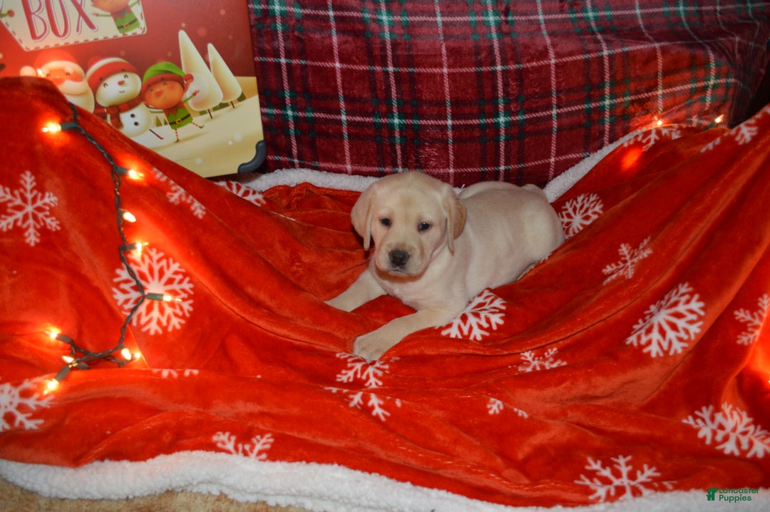 Labrador Retriever dogs for sale: Maragold - Ad 1