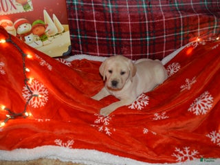 Labrador Retriever dogs Maragold - Ad 17