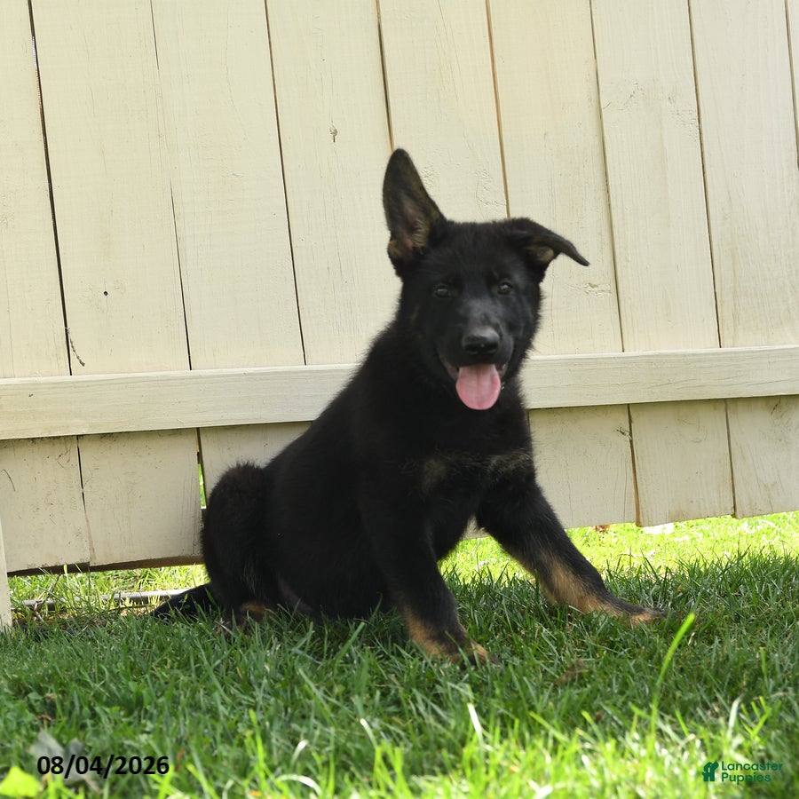 German Shepherd dogs Bear - Ad 1