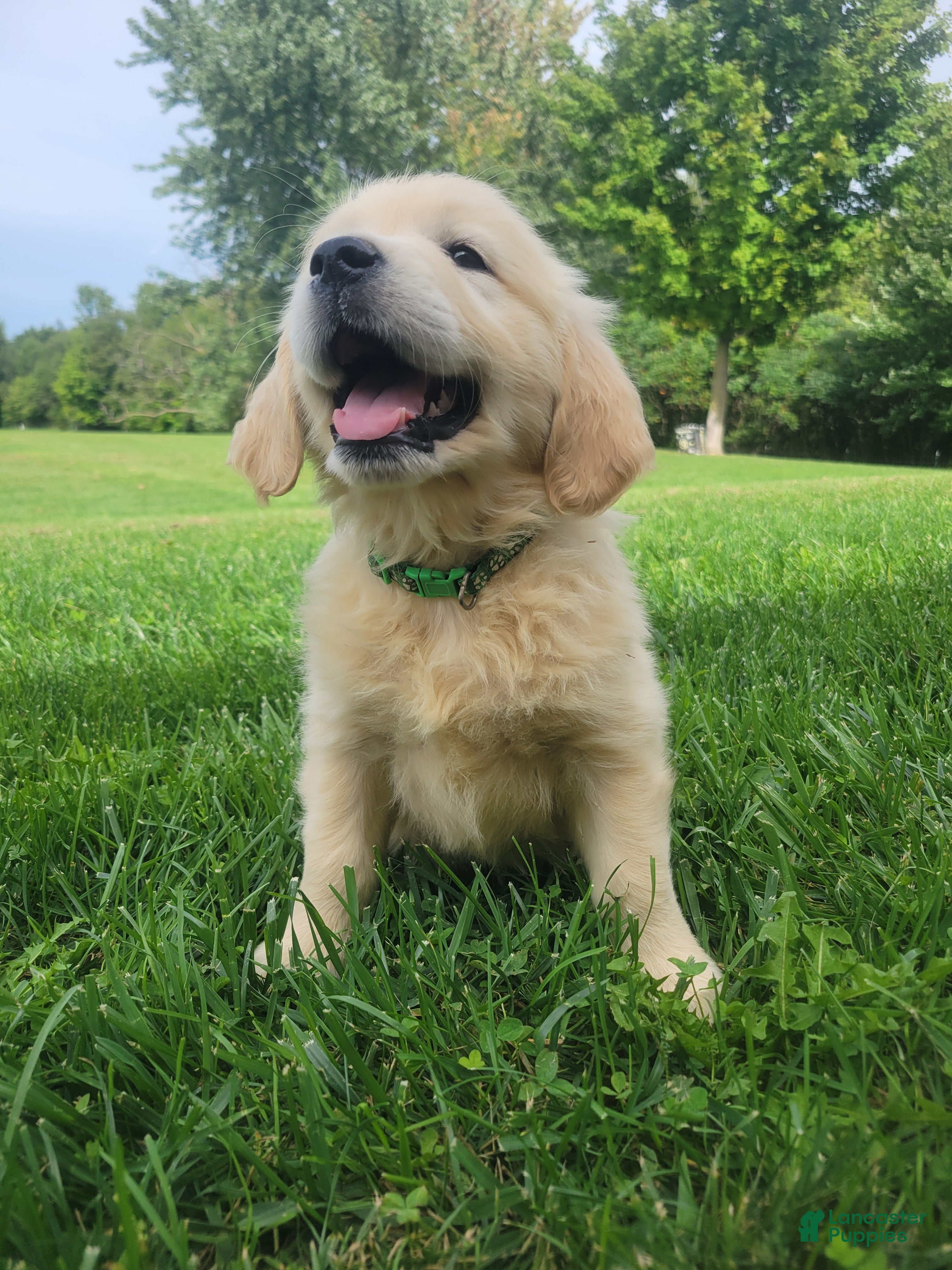 Golden Retriever dogs Champion Sired, Sprite - Ad 18