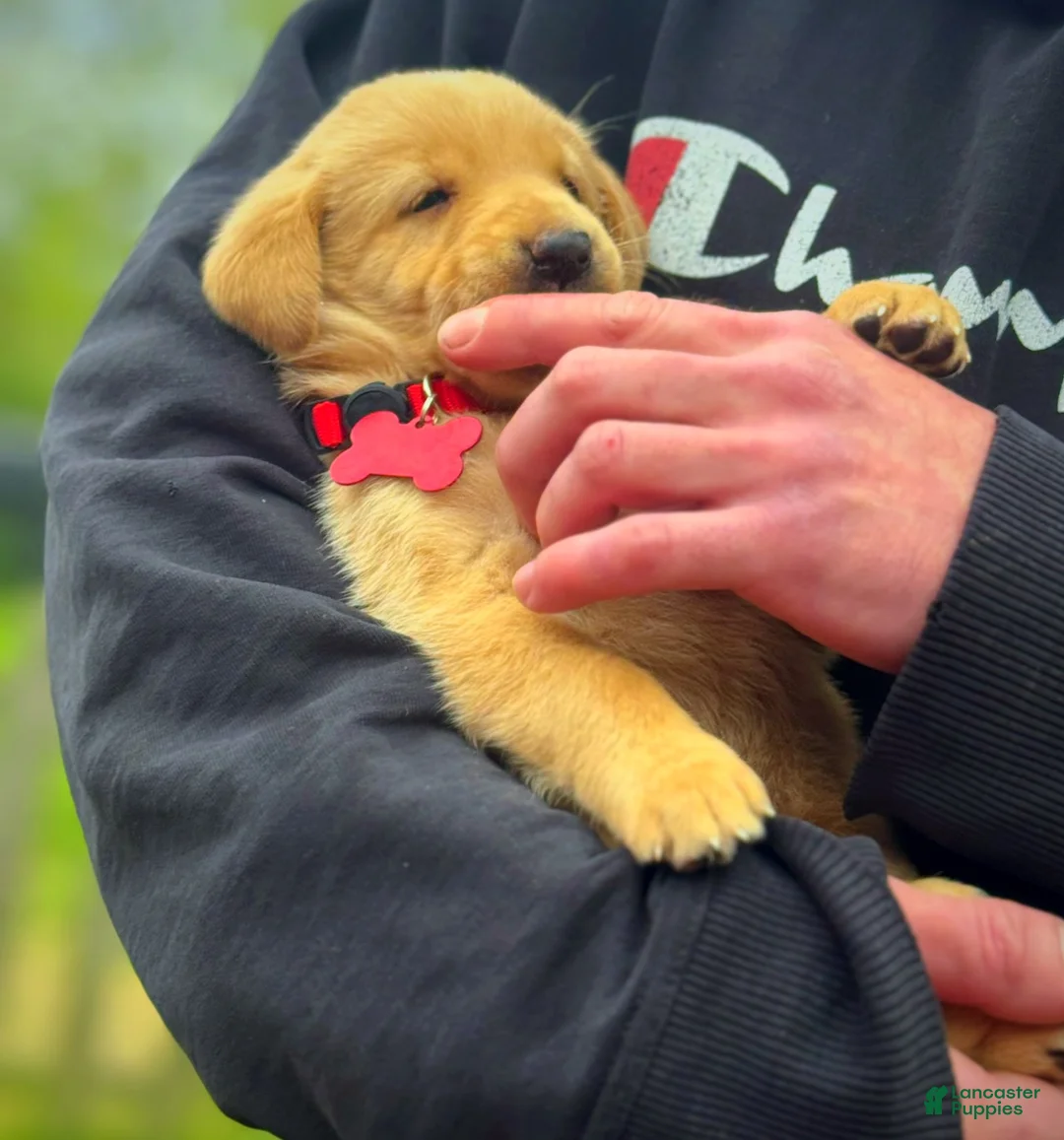 Labrador Retriever dogs for sale: Labrador Retriever Puppy 1 - Ad 30
