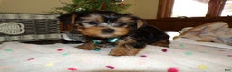 Yorkshire Terrier dogs for sale: Yorkshire Terrier Puppy 2 Cory - Ad 3