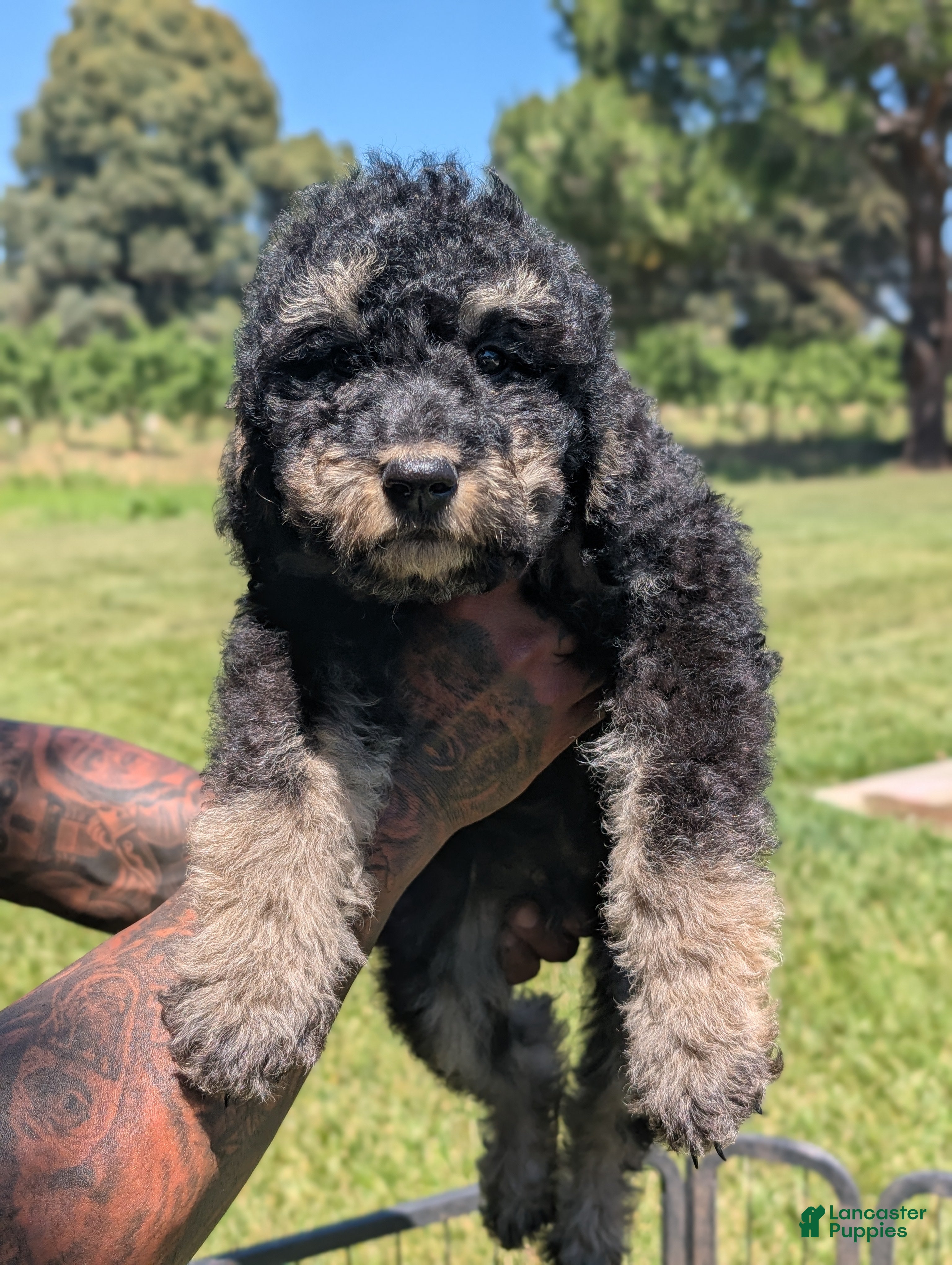 Mixed Breed dogs Spruce - Ad 1