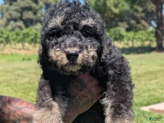 Mixed Breed dogs for sale: Spruce - Ad 4