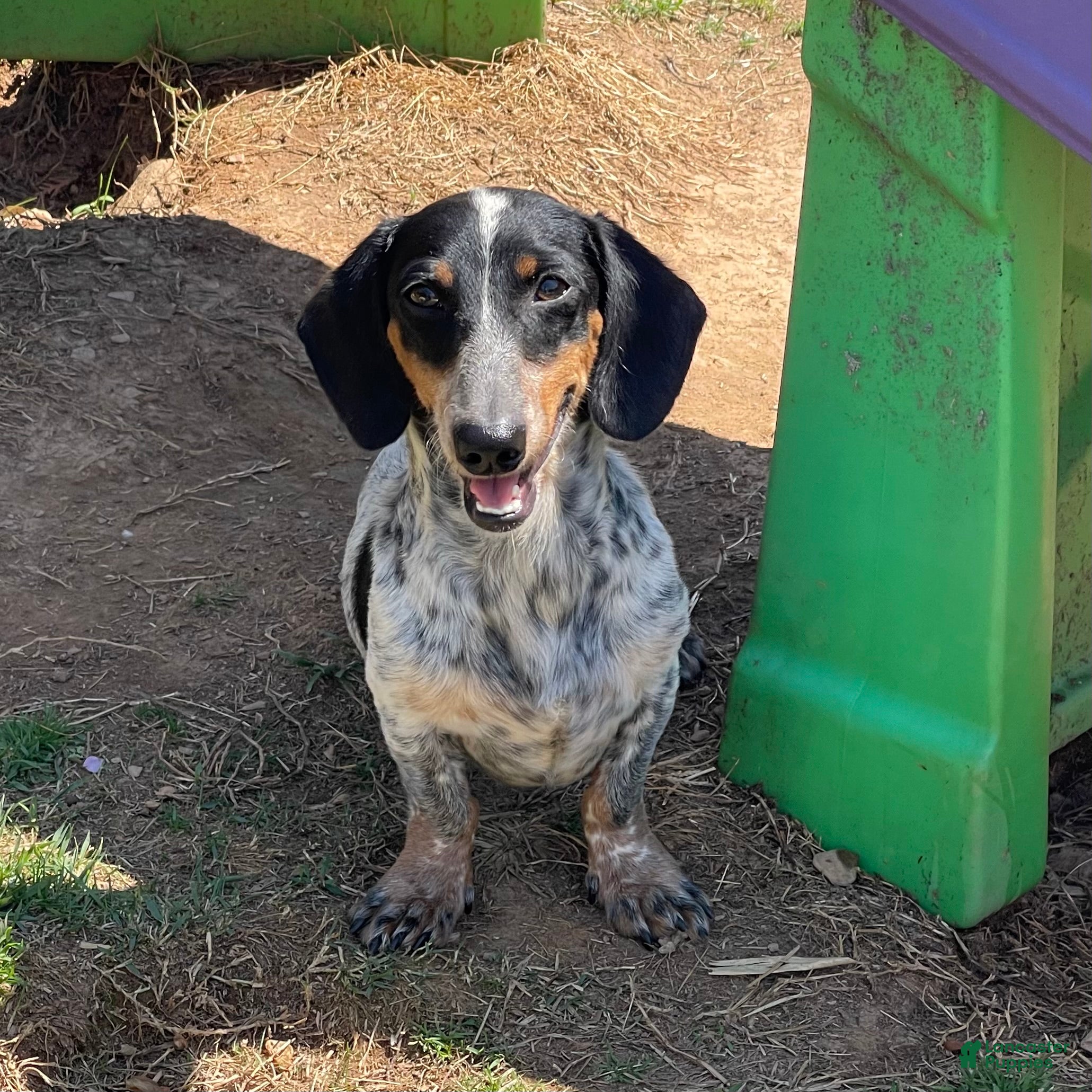 Dachshund dogs Dudley - Ad 42