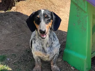 Dachshund dogs Dudley - Ad 23