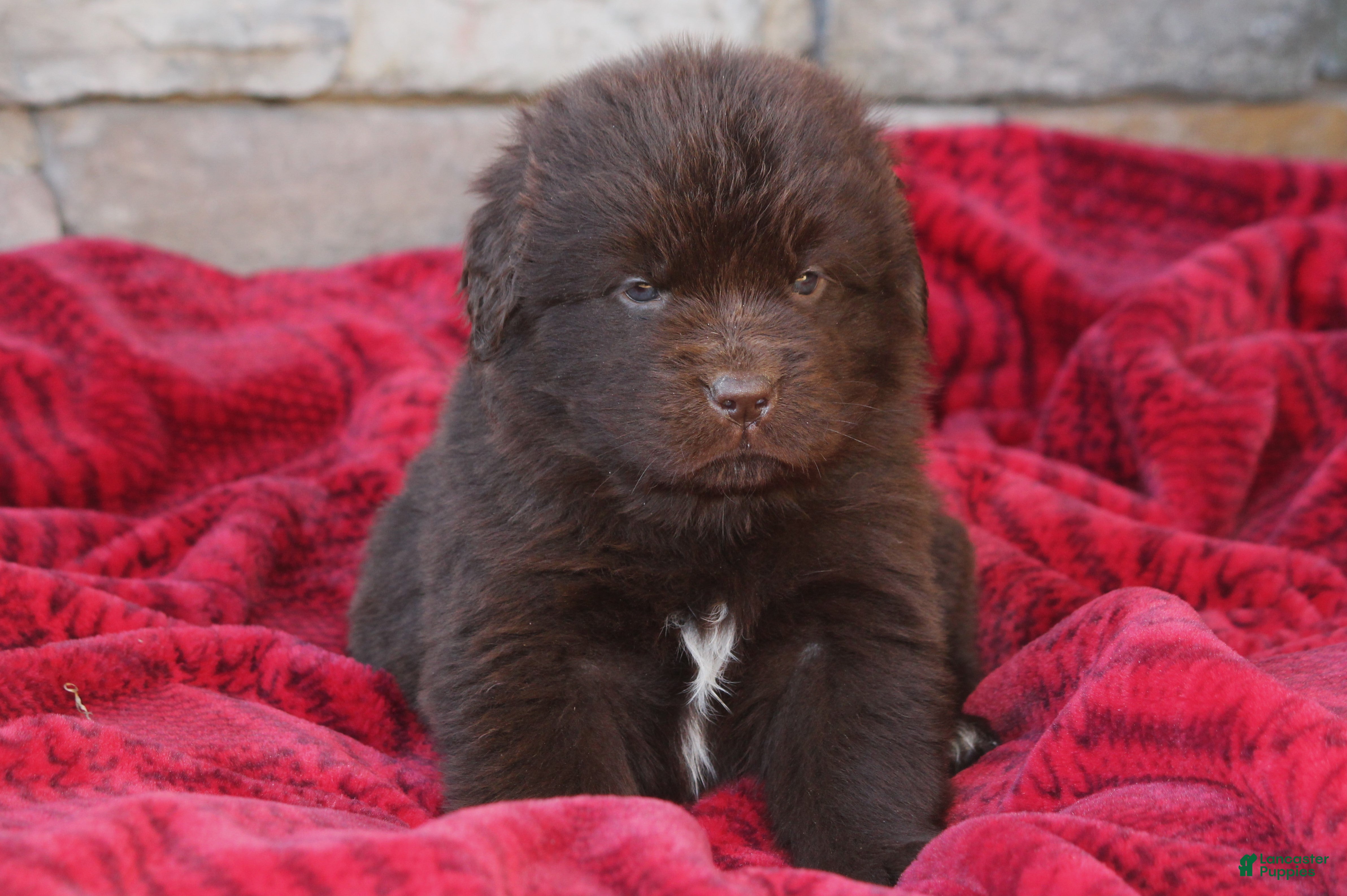 Newfoundland dogs Paisley - Ad 7
