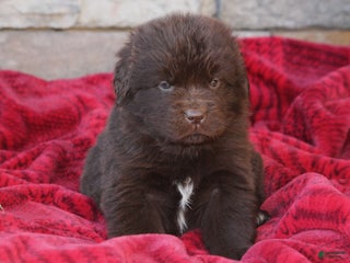 Newfoundland dogs Paisley - Ad 23