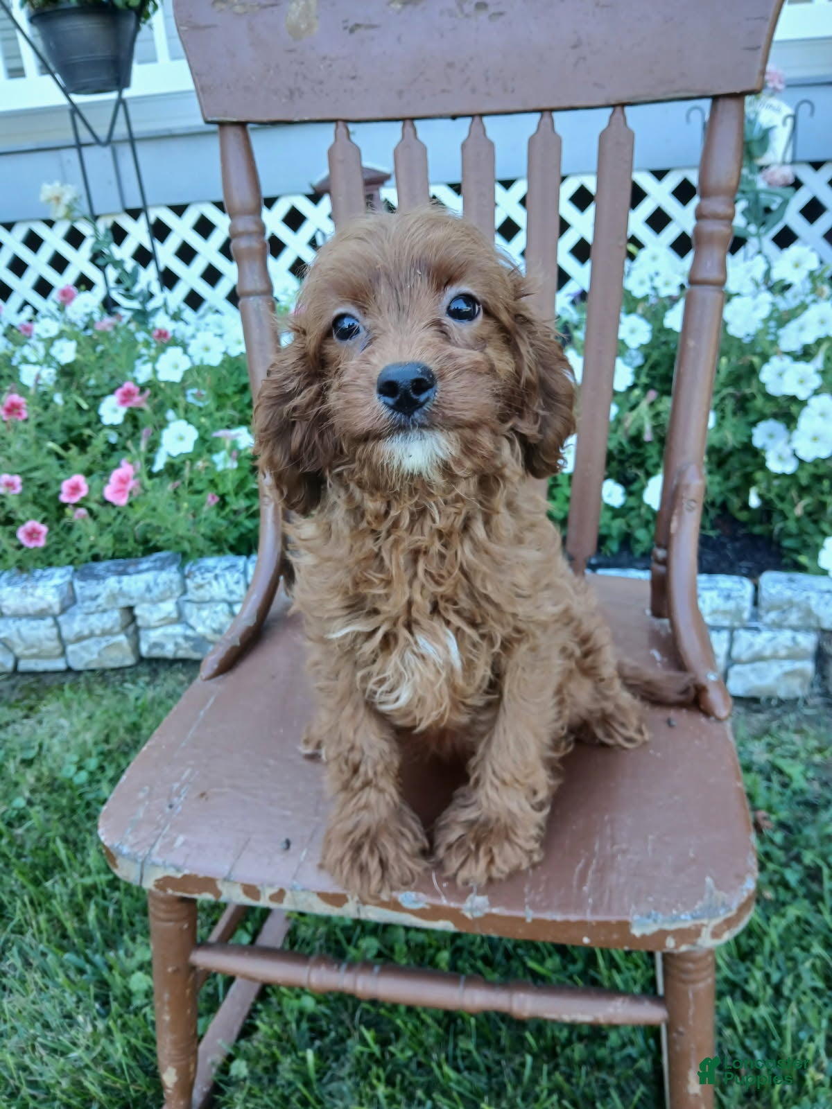 Cavapoo dogs Checkers - Ad 1