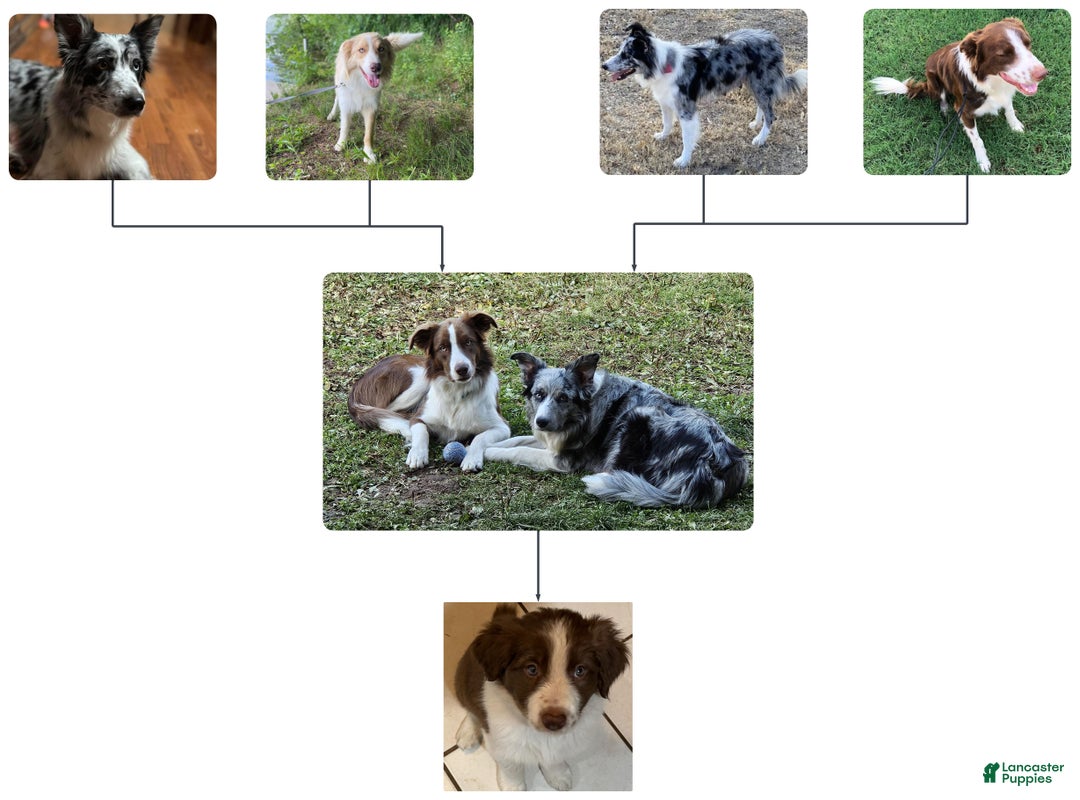 Border Collie dogs for sale: Border Collie Puppy 1 - Red - Ad 13