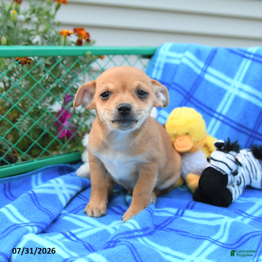 Mixed Breed dogs Teddy - Ad 1