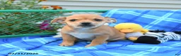 Mixed Breed dogs for sale: Teddy - Ad 1
