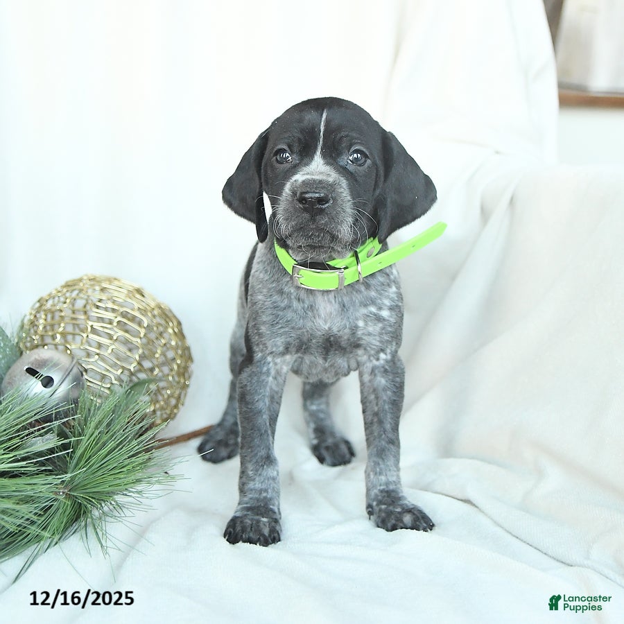 German Shorthaired Pointer dogs Dreamer - Ad 14