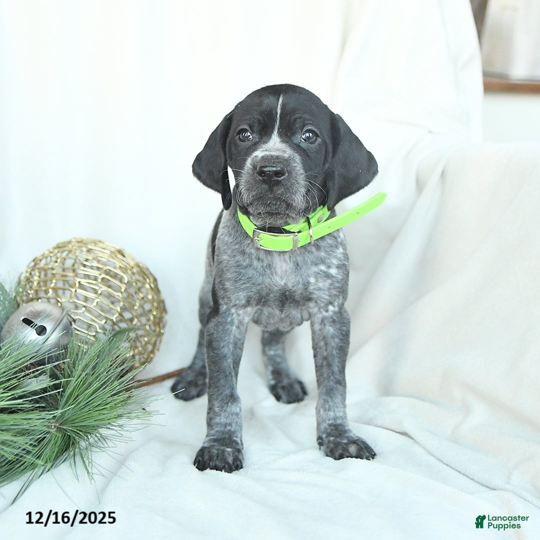 German Shorthaired Pointer dogs for sale: Dreamer - Ad 1