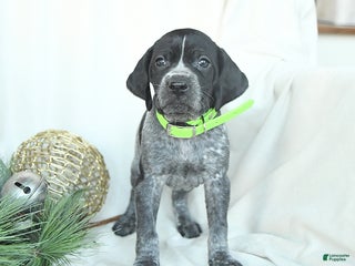 German Shorthaired Pointer dogs Dreamer - Ad 14