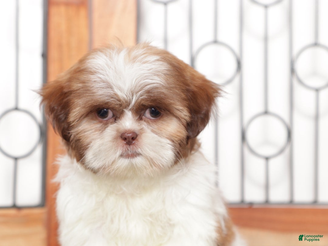 Shih Tzu dogs for sale: Hearts - Ad 3