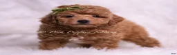 Toy Poodle dogs for sale: Biscotti - Ad 4