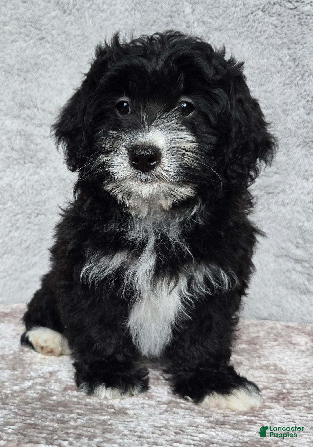 Mini Bernedoodle dogs for sale: Mini Reese - Ad 13