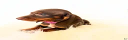 Miniature Dachshund dogs for sale: AKC Daisy - Ad 9