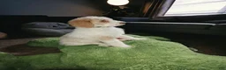 Labradoodle dogs for sale: Crema - Black collar  - Ad 4