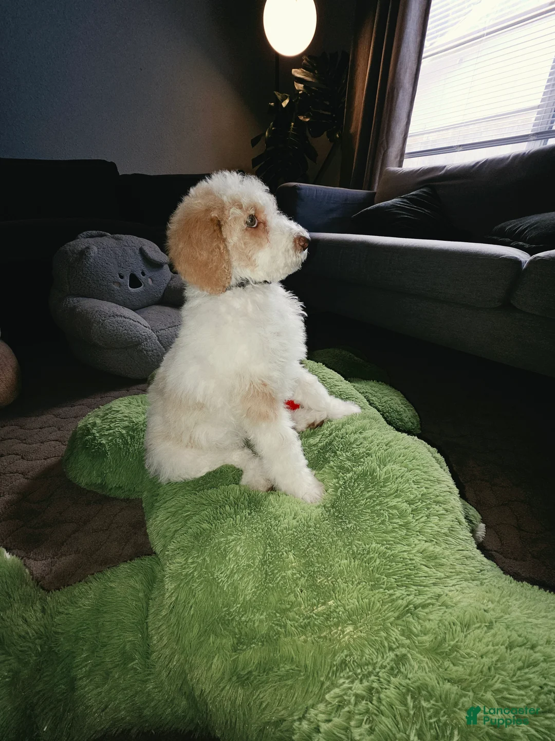 Labradoodle dogs for sale: Crema - Black collar  - Ad 4