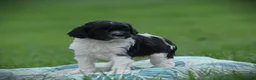 Cockapoo dogs for sale: Tuxie - Ad 5