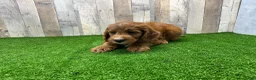 Irish Doodle dogs for sale: Max - Ad 4
