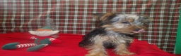 Yorkshire Terrier dogs for sale: Stewie - Ad 6