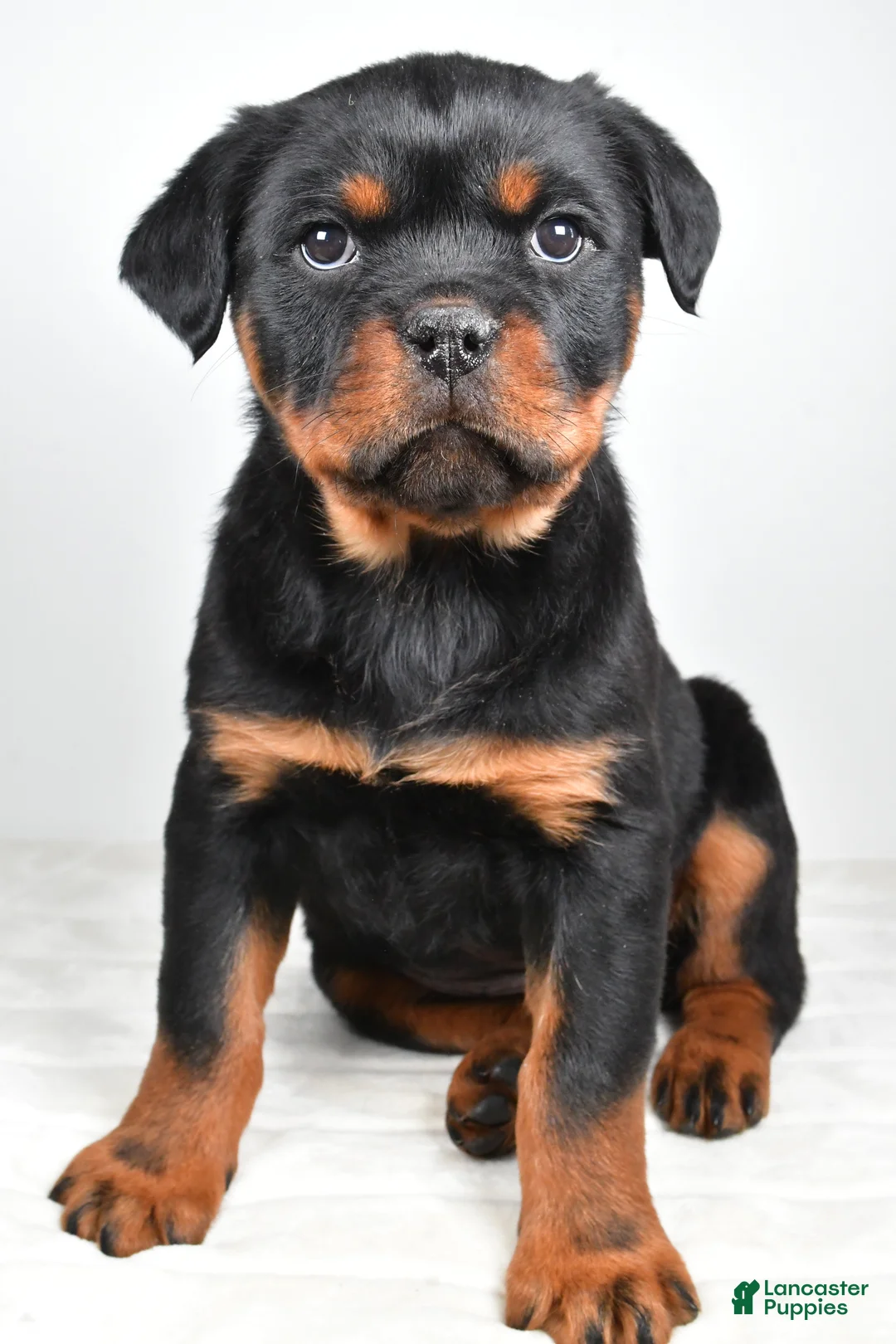 Rottweiler dogs for sale: Princess - Ad 7