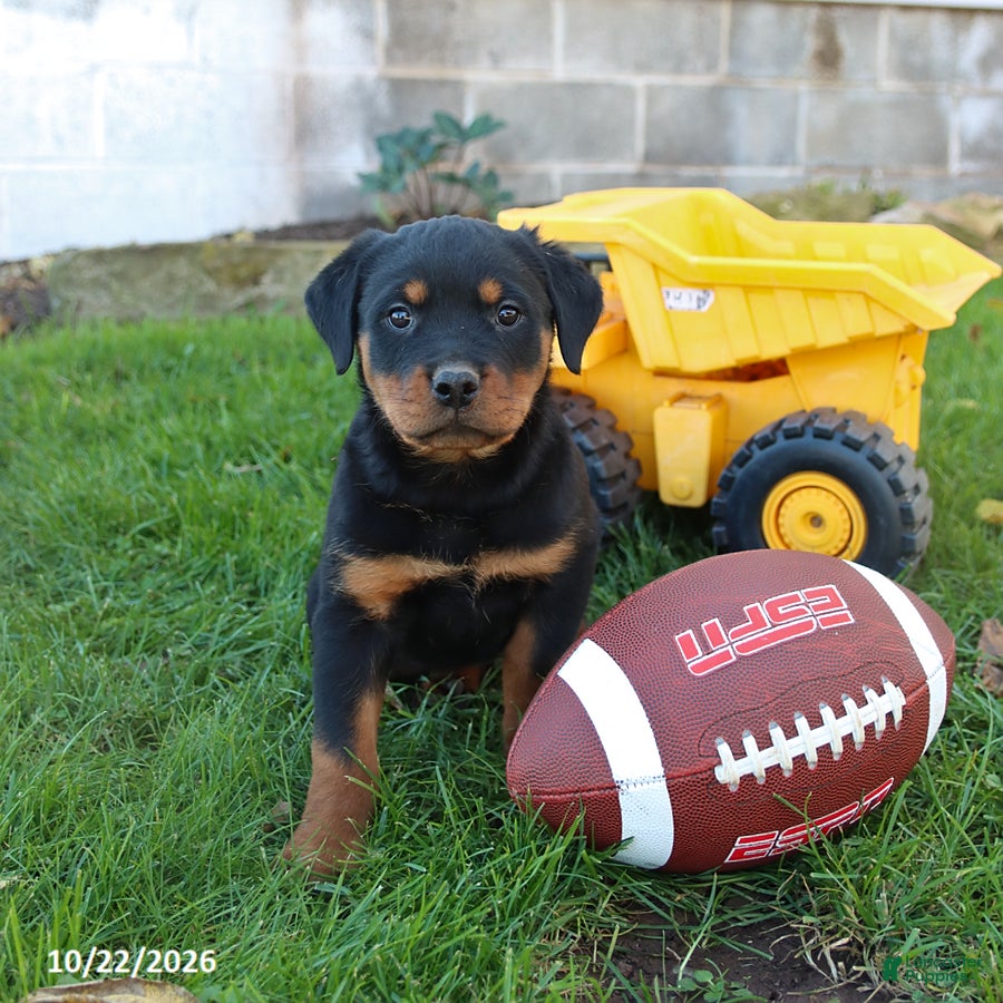 Rottweiler dogs for sale: Brady - Ad 2