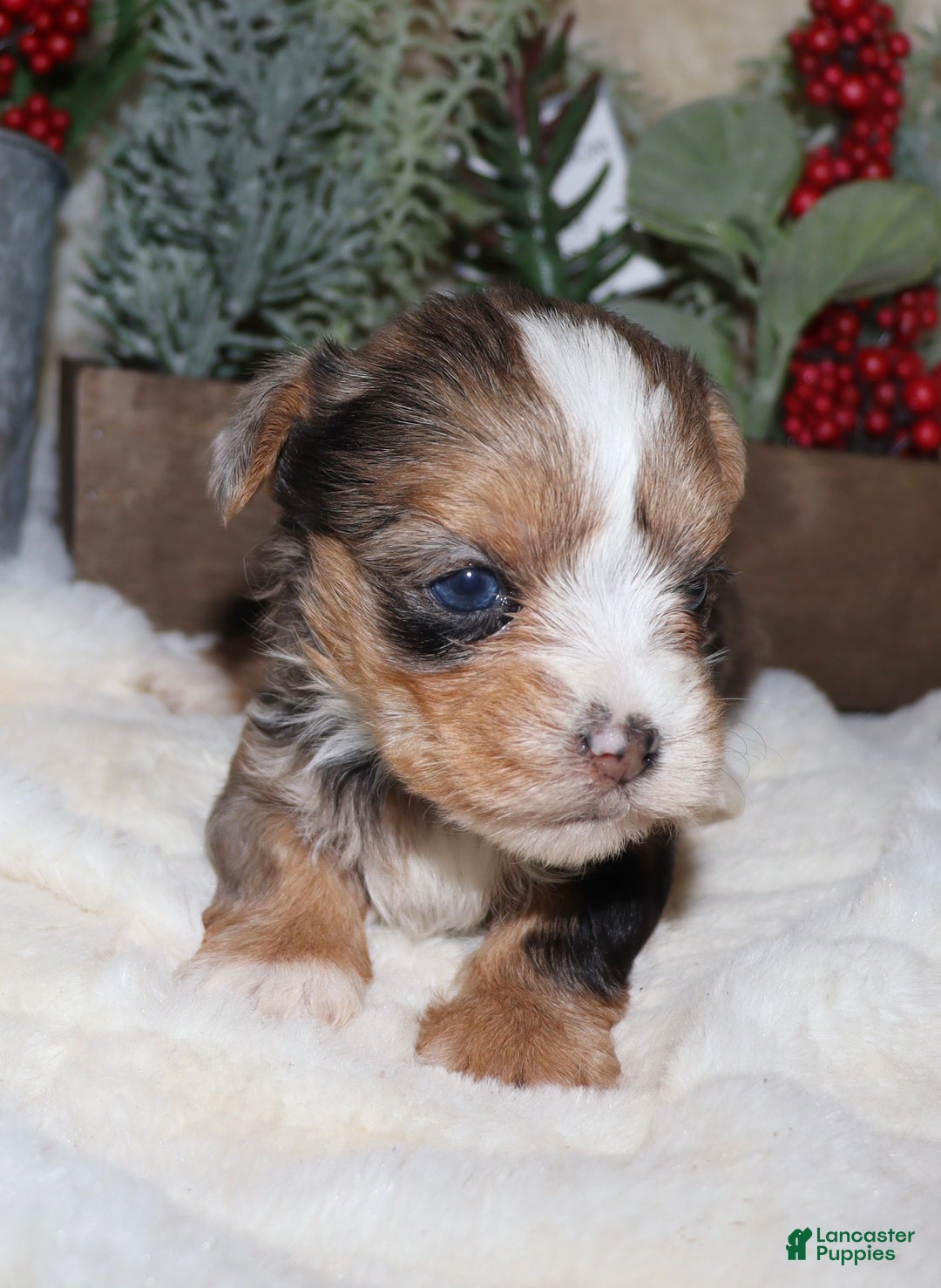 Yorkshire Terrier dogs for sale: Ella - blue merle - Ad 4