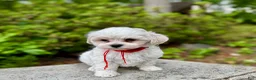 Maltipoo dogs for sale: LEO-1 - Ad 3