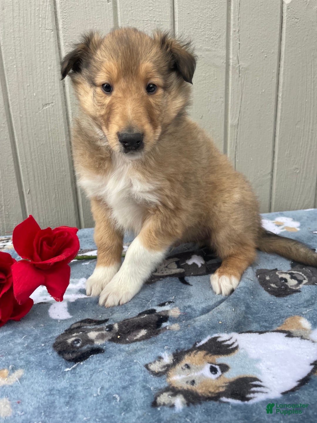 Collie dogs for sale: Cooper - Ad 3