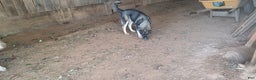 Siberian Husky dogs for sale: Siberian Husky Lyndy - Ad 4