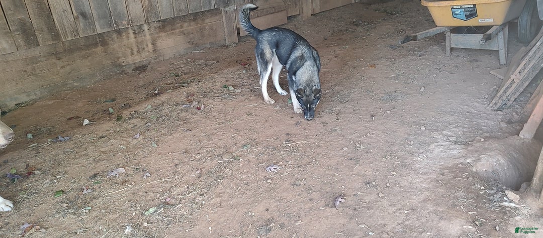 Siberian Husky dogs for sale: Siberian Husky Lyndy - Ad 4