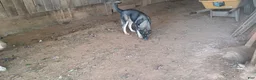 Siberian Husky dogs for sale: Siberian Husky Lyndy - Ad 4
